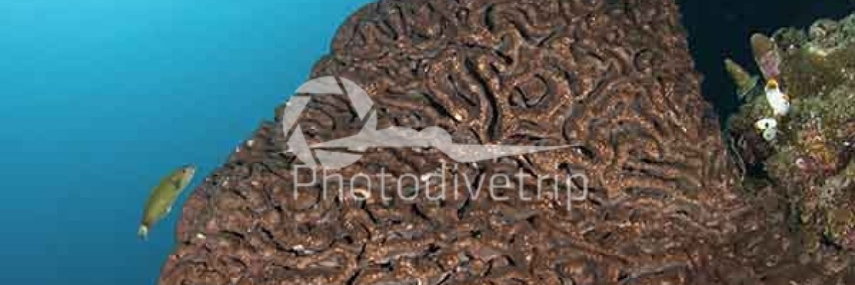 HDD1314-Coral.-Wide-angle.-Parigi-copy